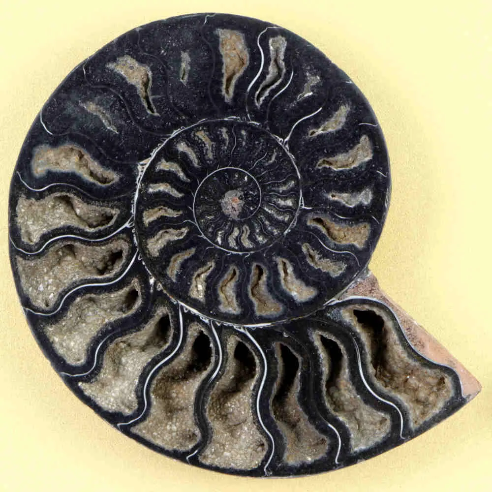 Ammonite Cleoniceras su Cornice Dorata