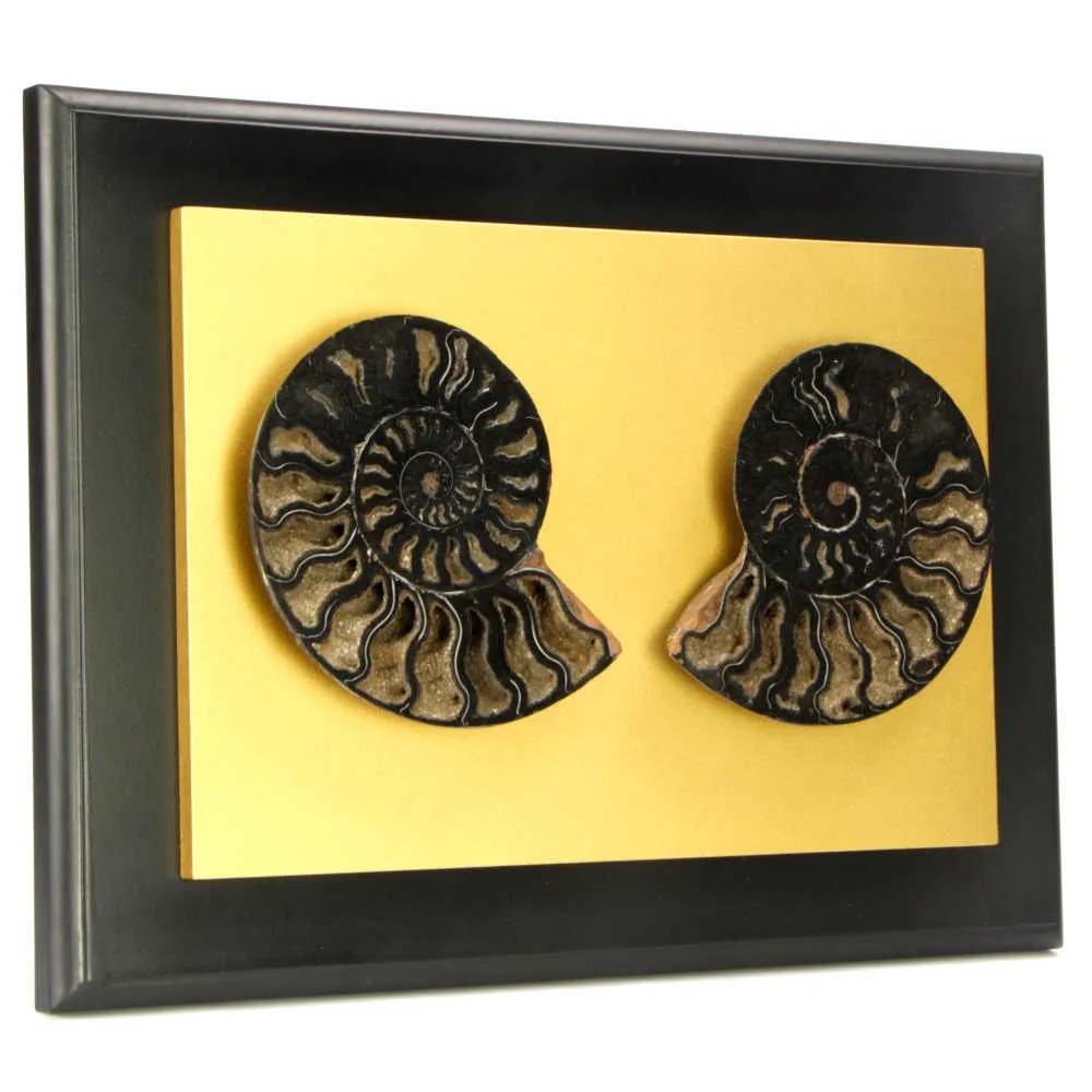 Ammonite Cleoniceras su Cornice Dorata