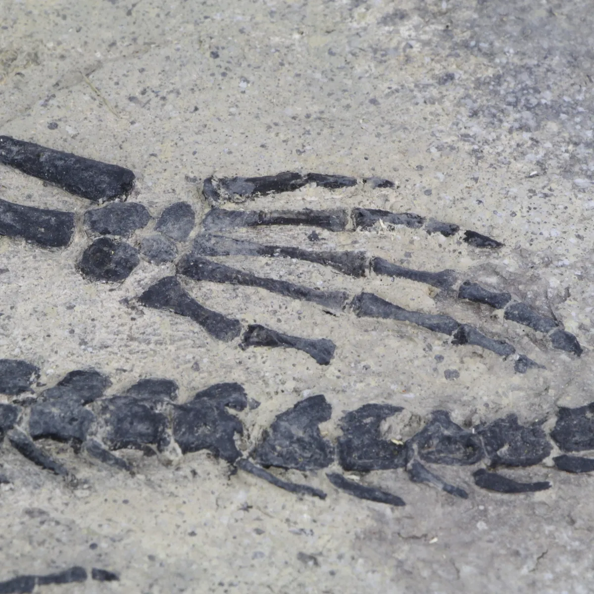 Claudiosaurus Germaini