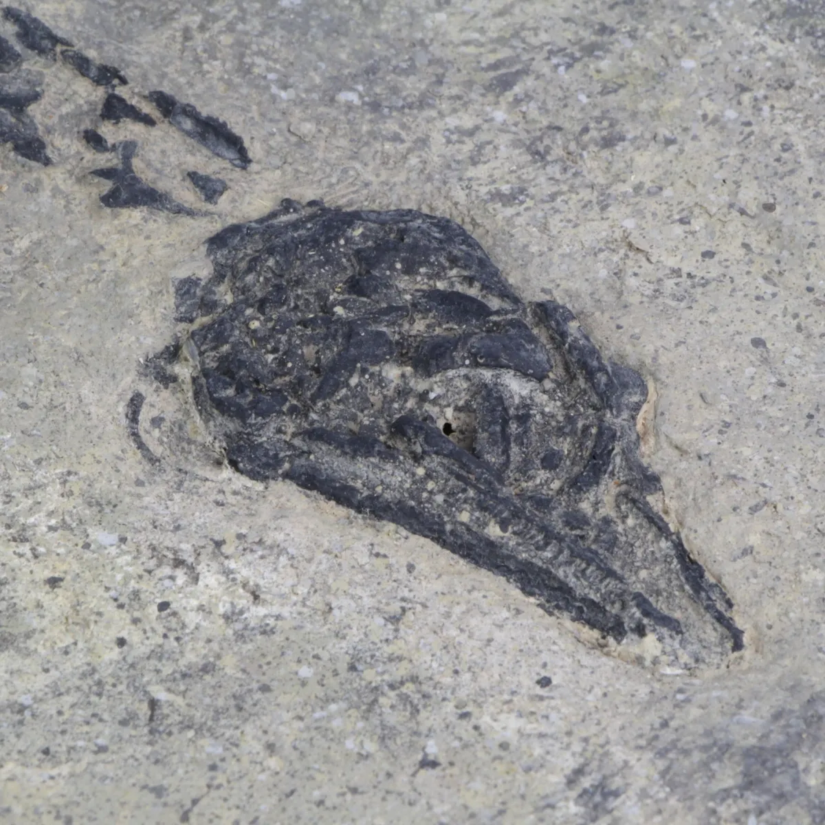 Claudiosaurus Germaini