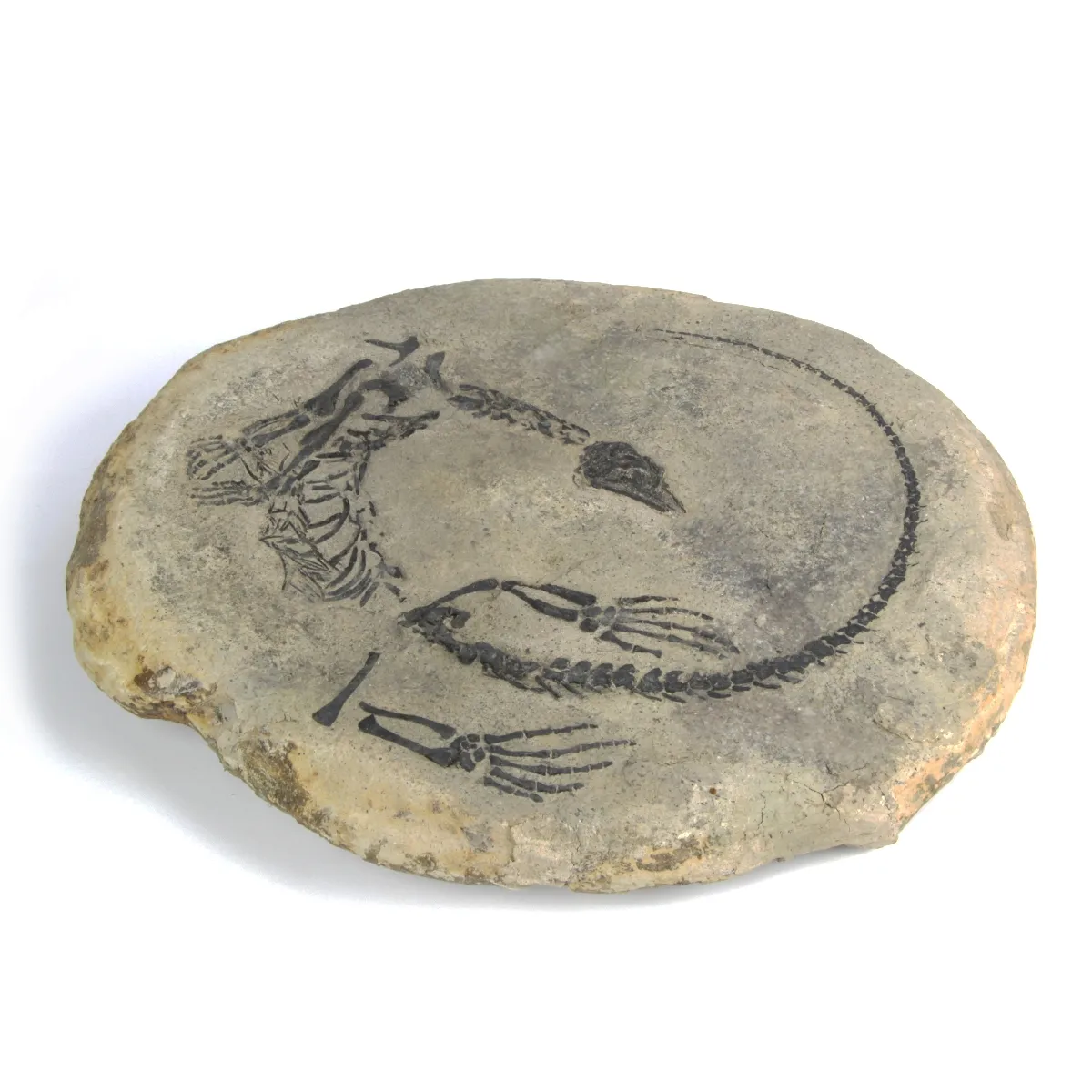 Claudiosaurus Germaini