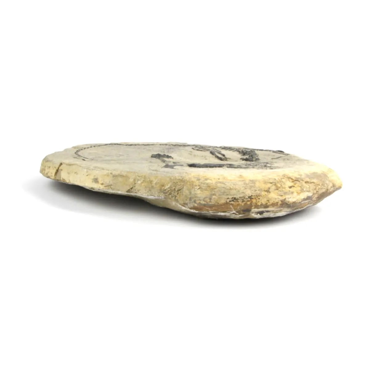 Claudiosaurus Germaini