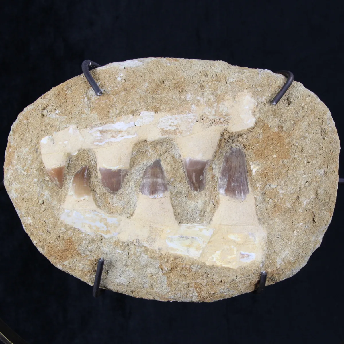 Bocca Mosasaurus