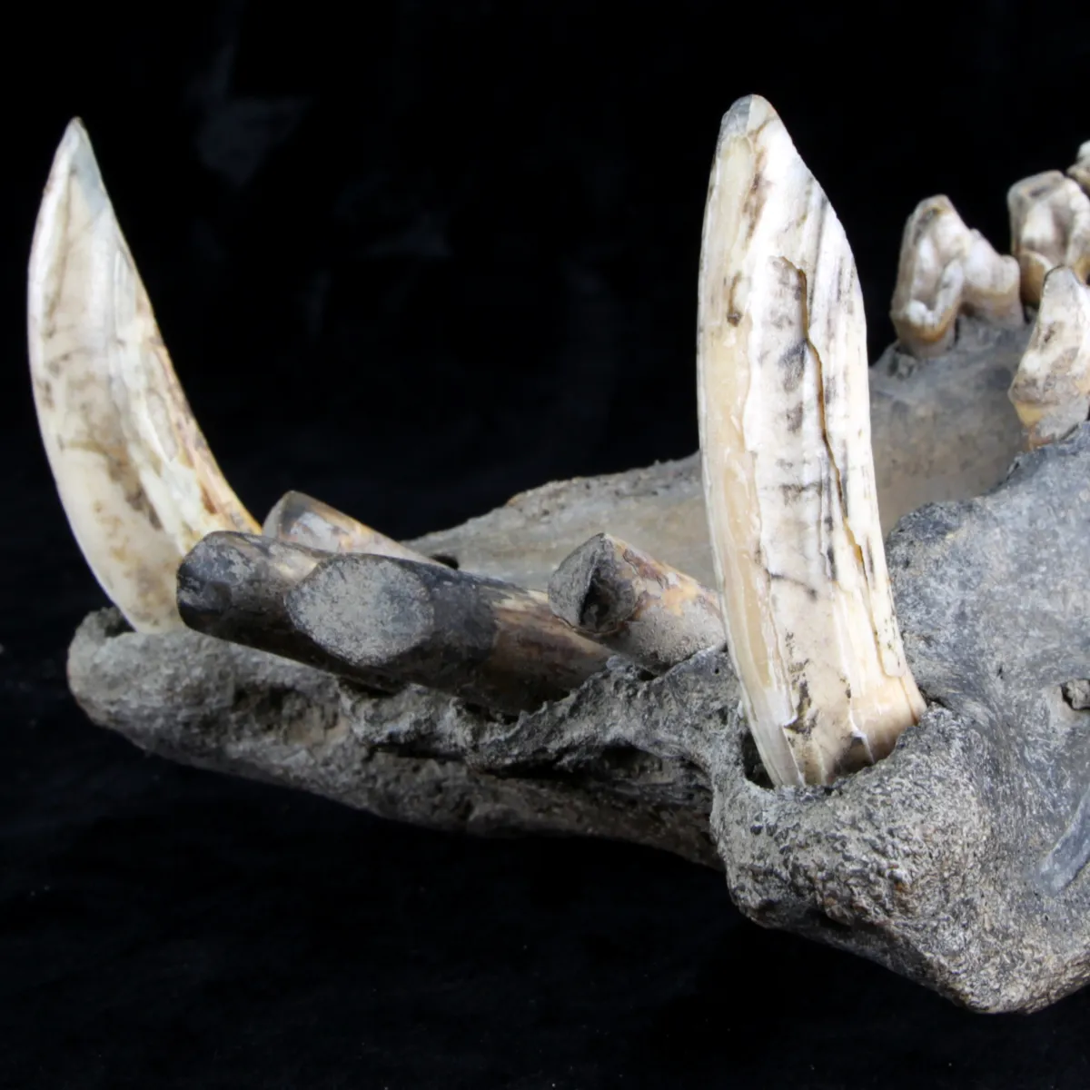 Teschio Fossile di Ippopotamo Lemerlei  