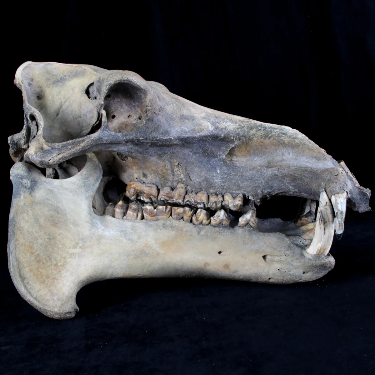 Teschio Fossile di Ippopotamo Lemerlei  