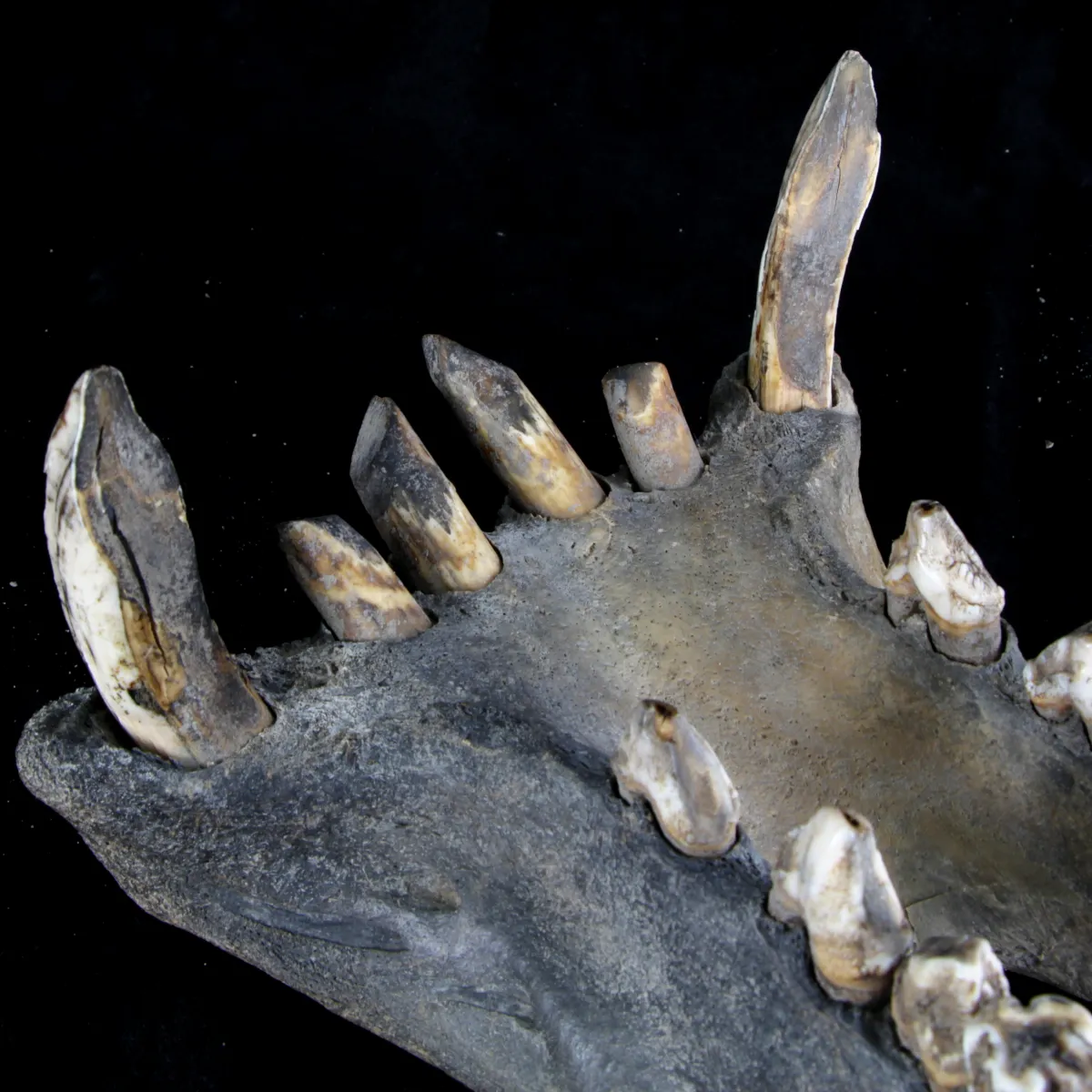 Teschio Fossile di Ippopotamo Lemerlei  