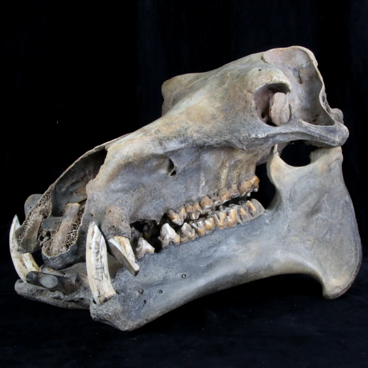 Teschio Fossile di Ippopotamo Lemerlei  