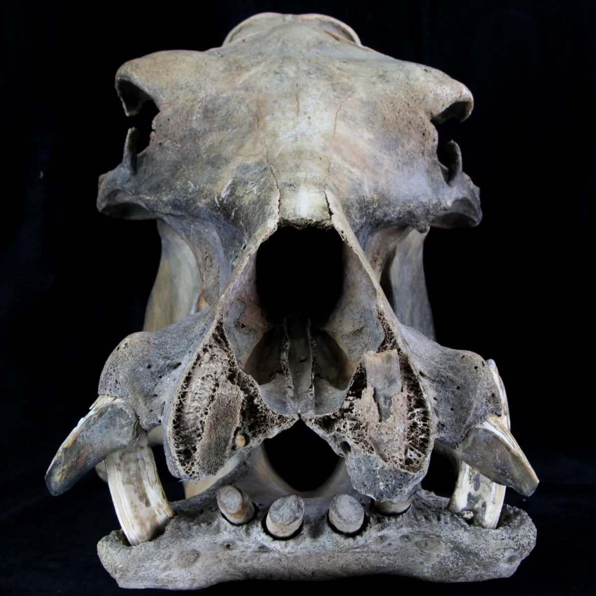 Teschio Fossile di Ippopotamo Lemerlei  