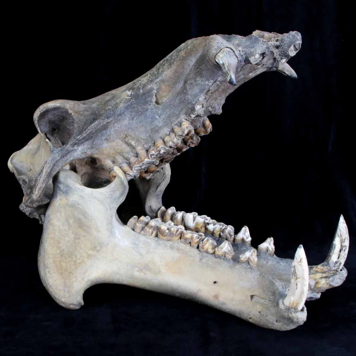 Teschio Fossile di Ippopotamo Lemerlei  