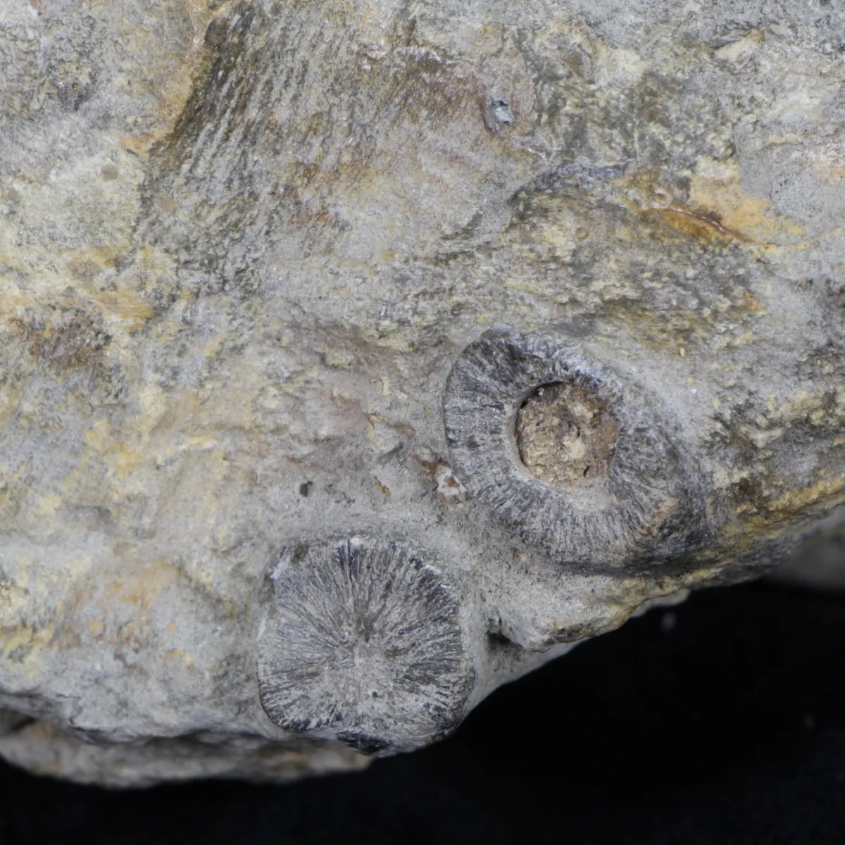 Ammoniti Arietites Bucklandi