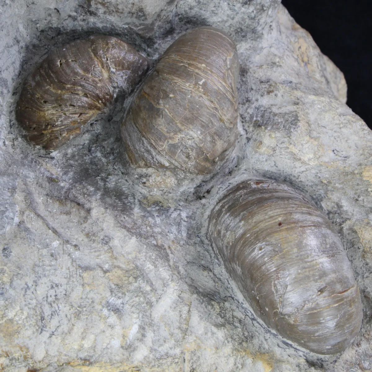 Ammoniti Arietites Bucklandi