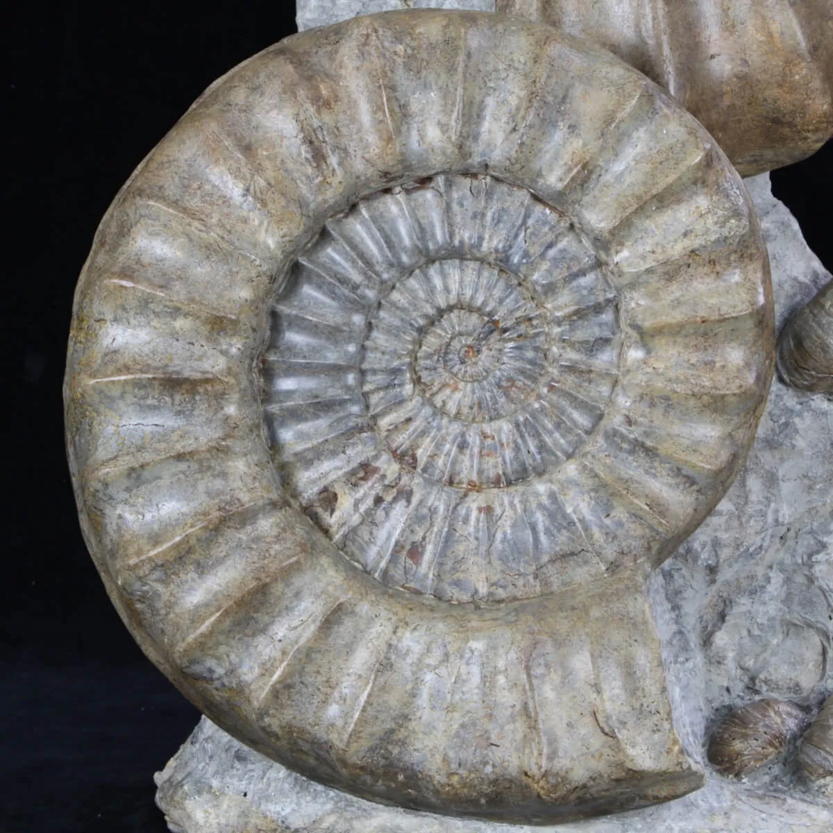 Ammoniti Arietites Bucklandi