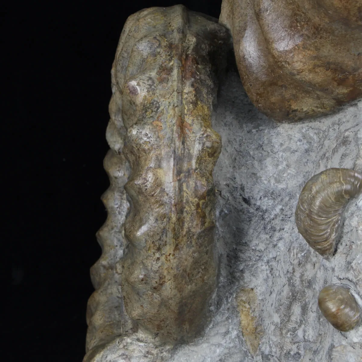 Ammoniti Arietites Bucklandi