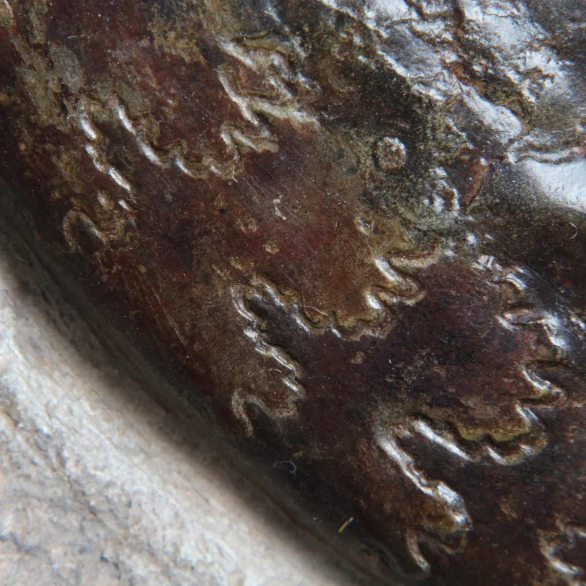 Nautilus e Hildoceras 