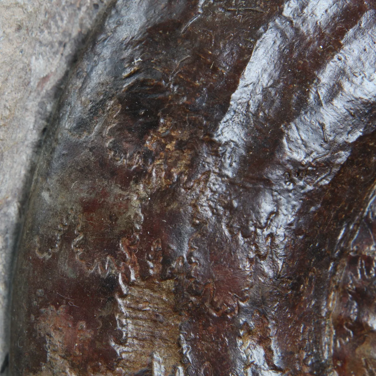 Nautilus e Hildoceras 