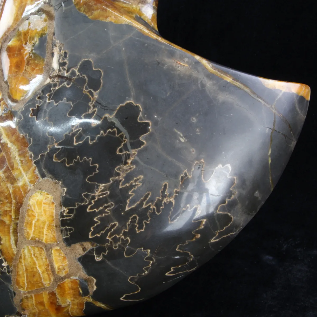 Ammonite Craspedodiscus Discofalcatus