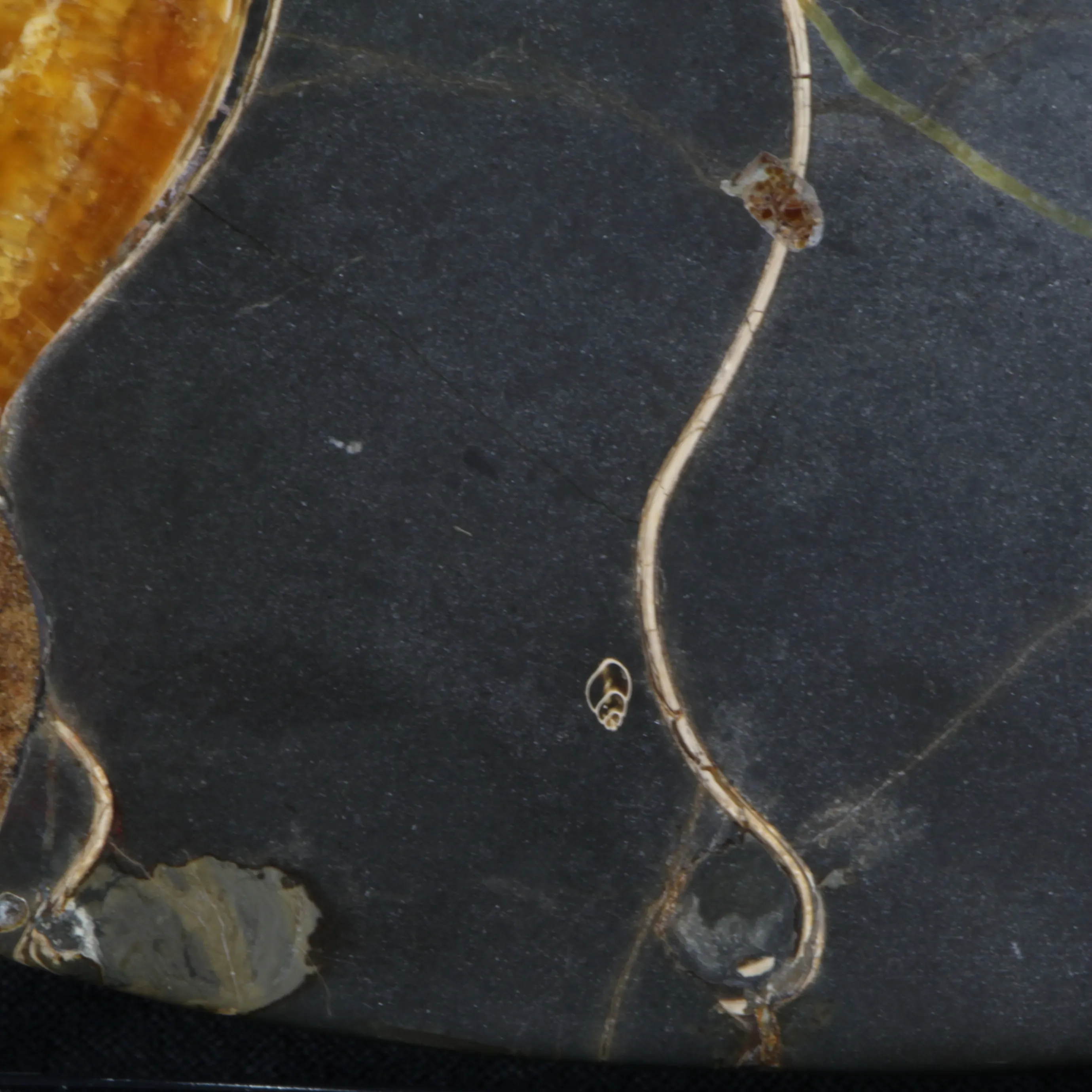 Ammonite Craspedodiscus Discofalcatus