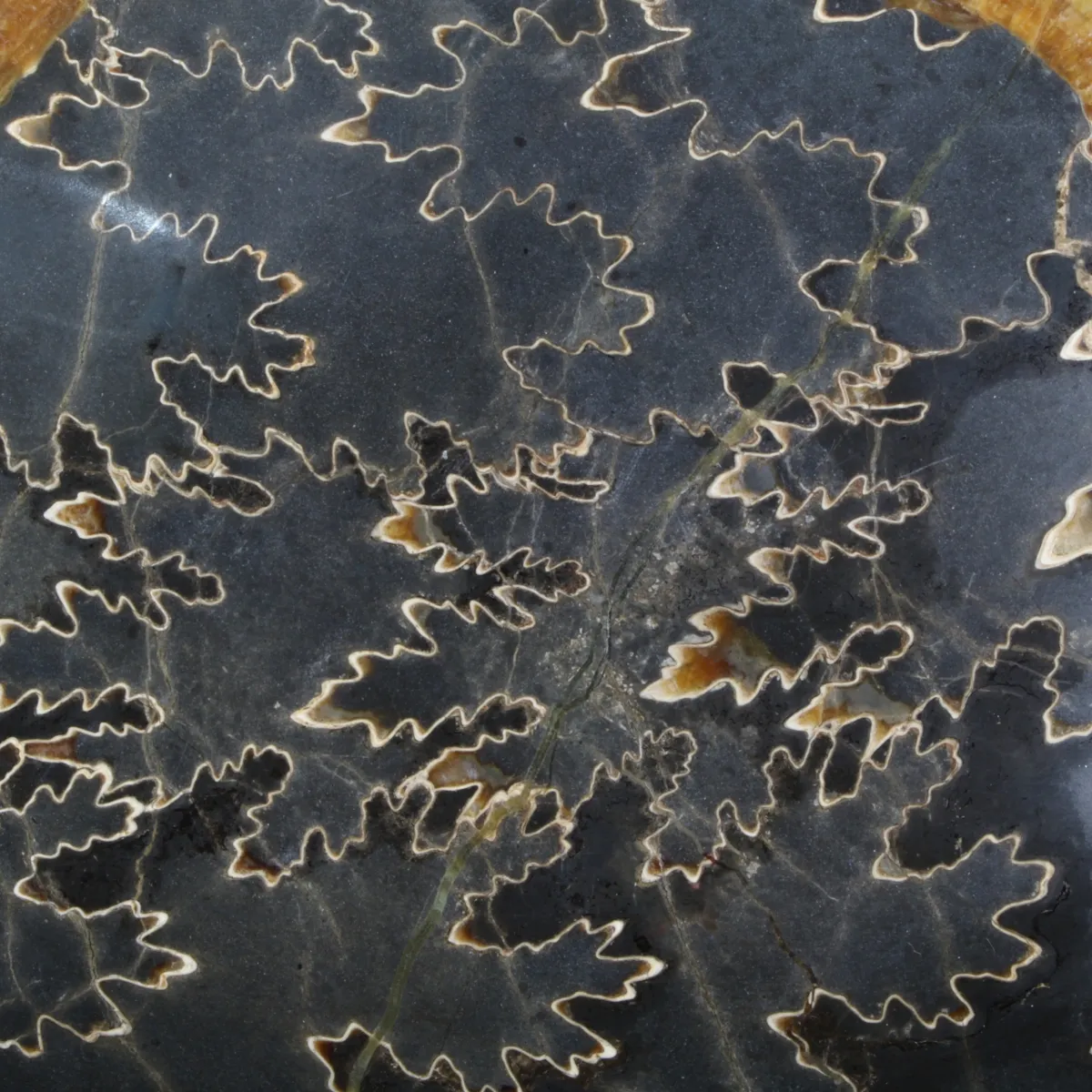 Ammonite Craspedodiscus Discofalcatus