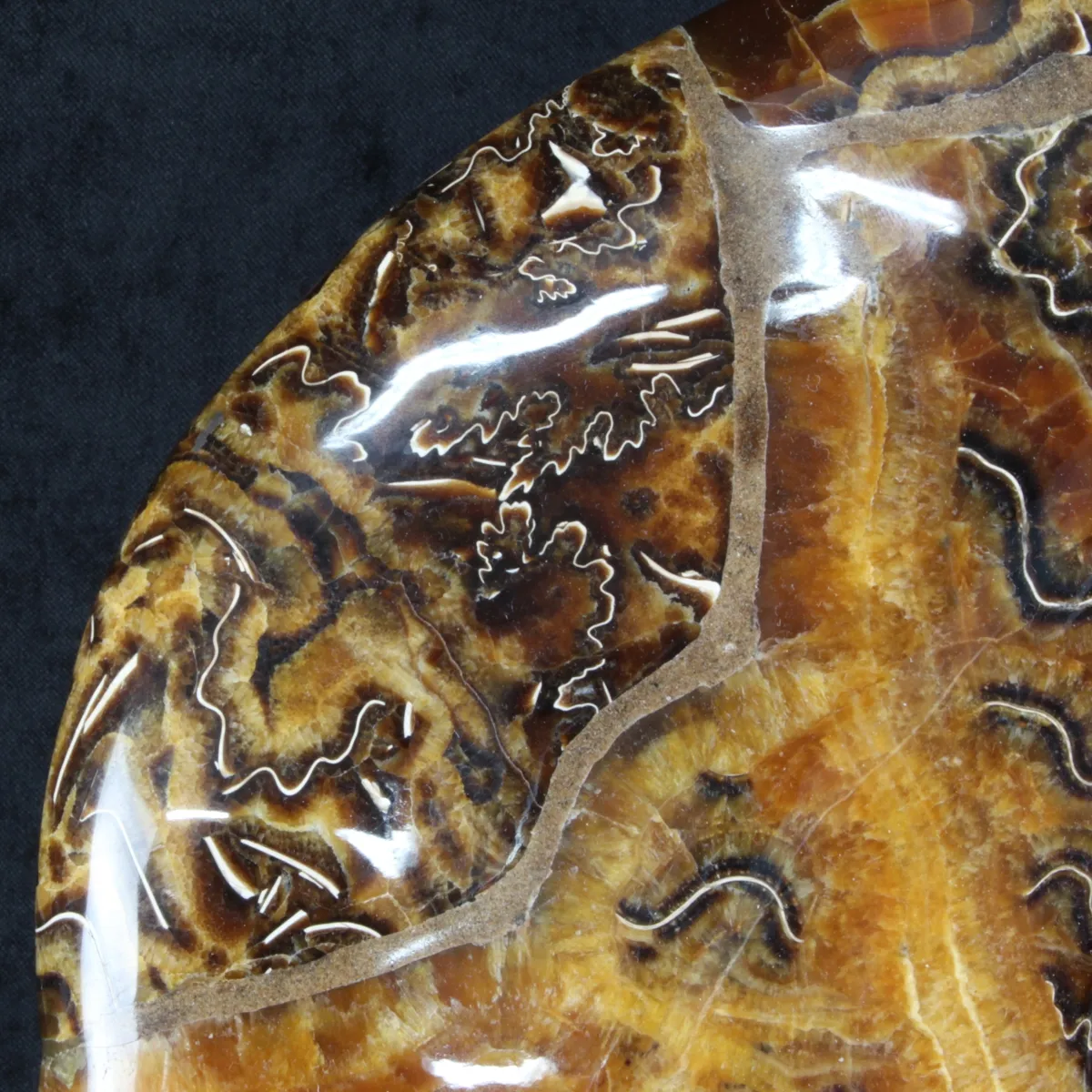 Ammonite Craspedodiscus Discofalcatus