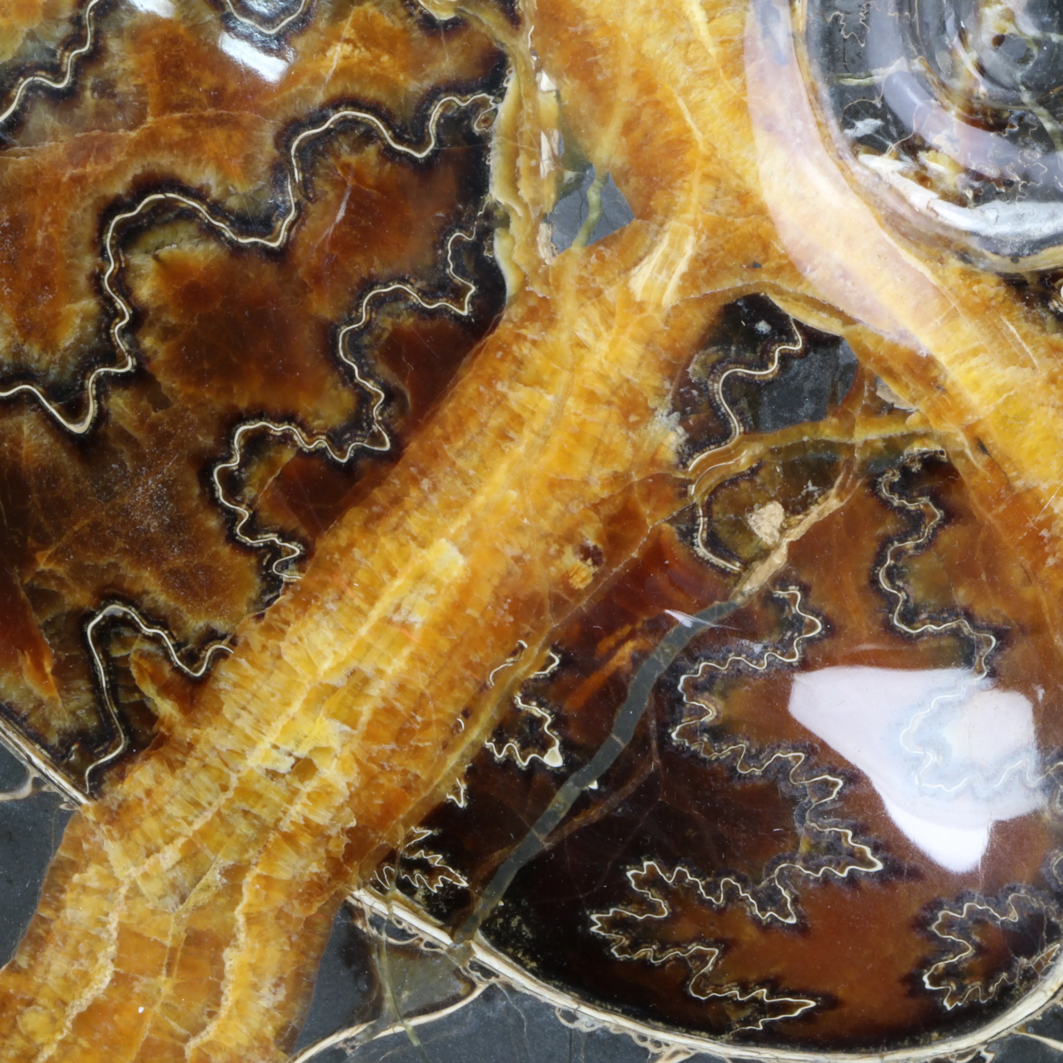 Ammonite Craspedodiscus Discofalcatus