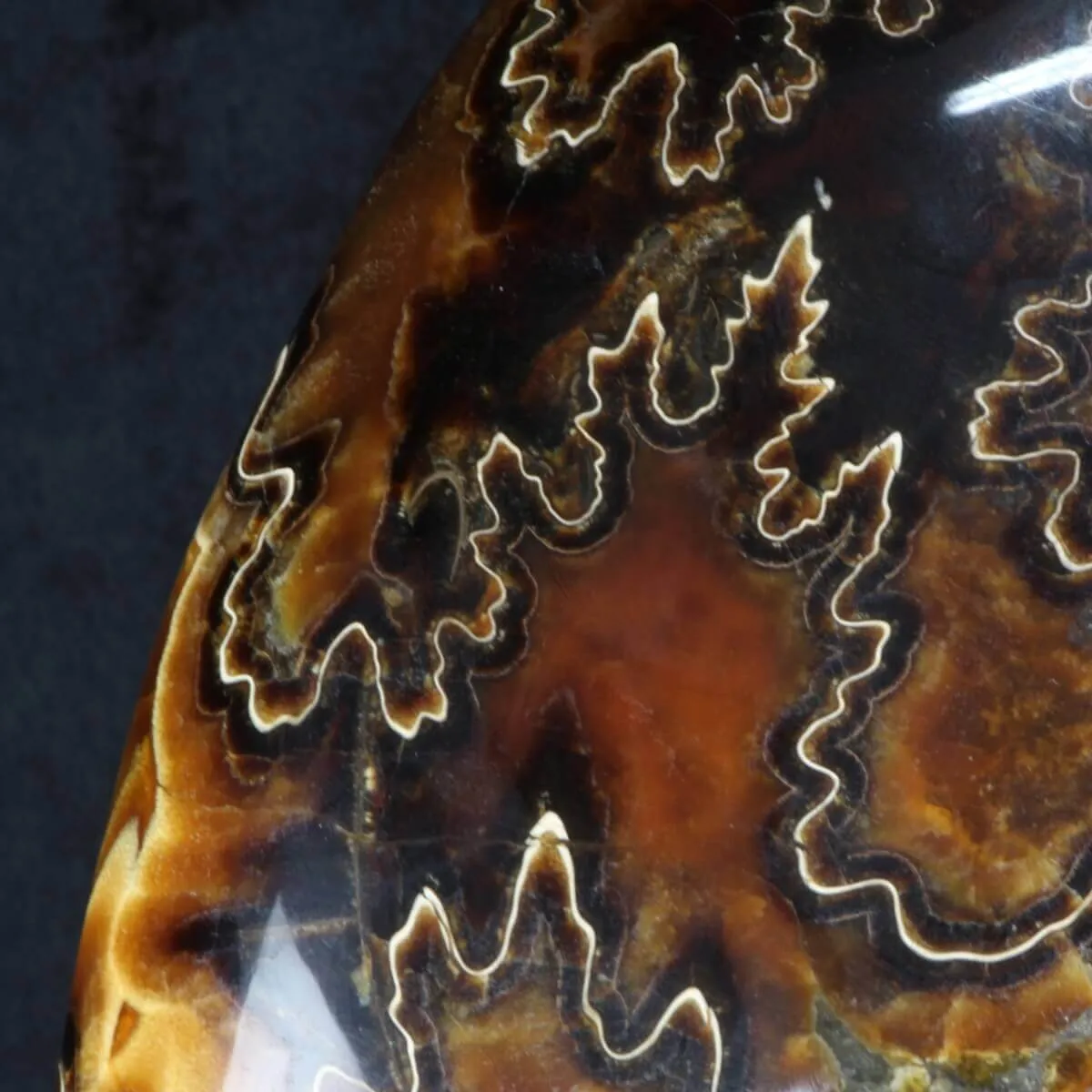 Ammonite Craspedodiscus Discofalcatus