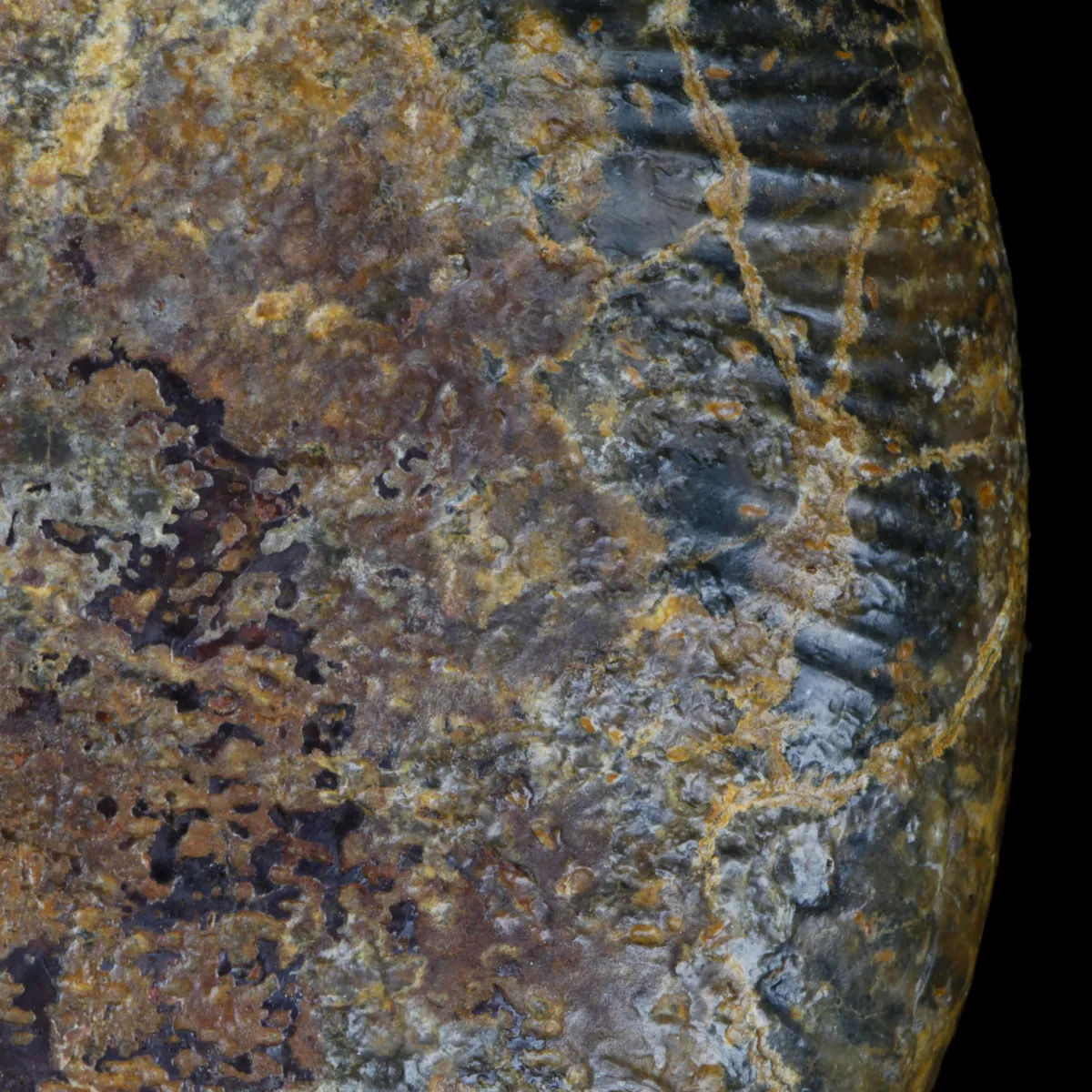 Macrocephalites Ammonite
