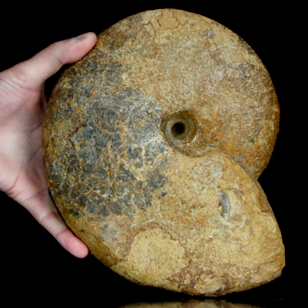 Macrocephalites Ammonite