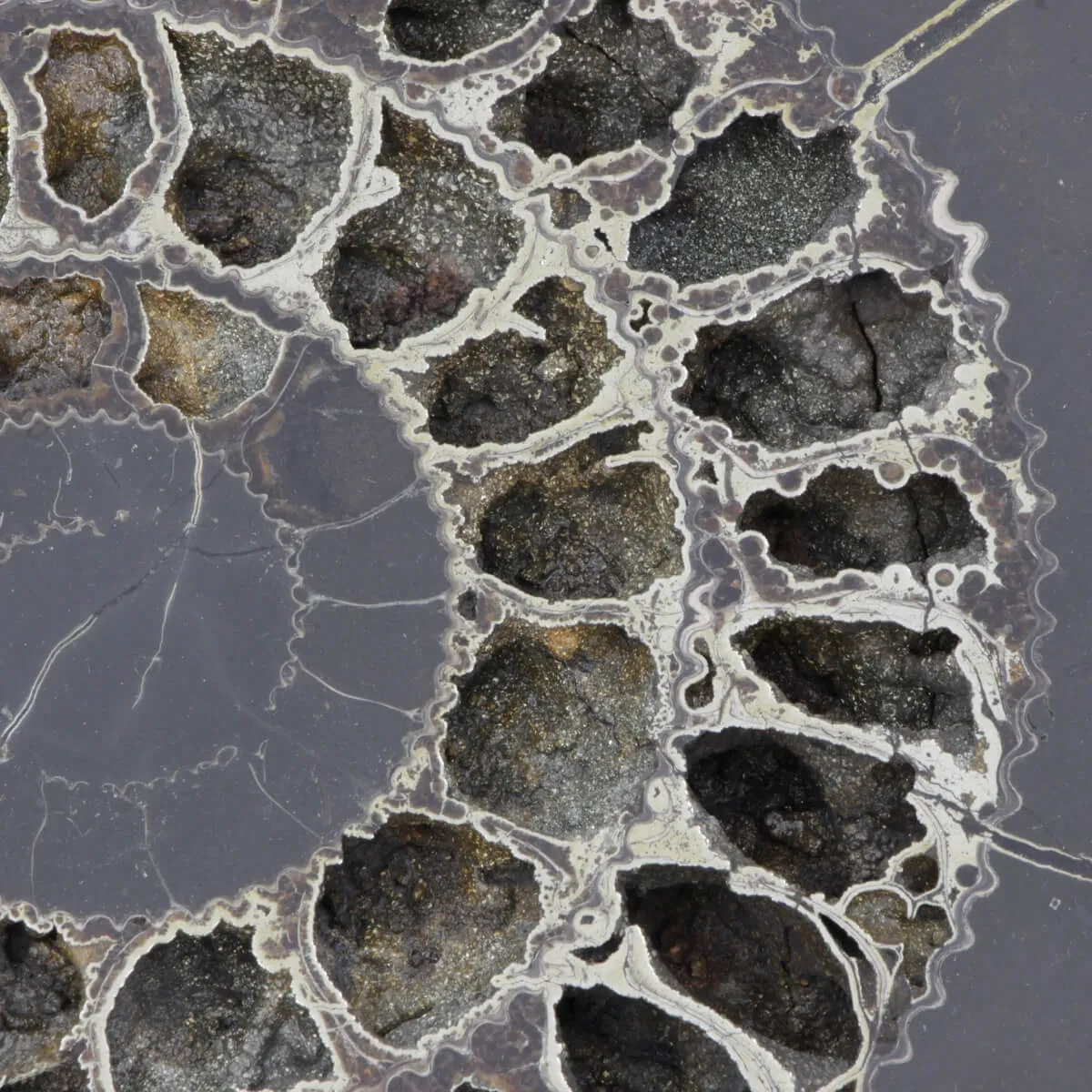 Ammonite Speetoniceras Versicolar