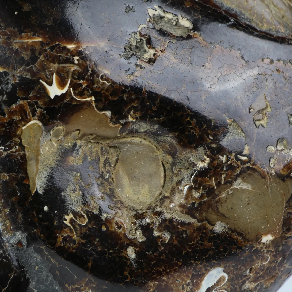 Ammonite Cleoniceras su Septaria