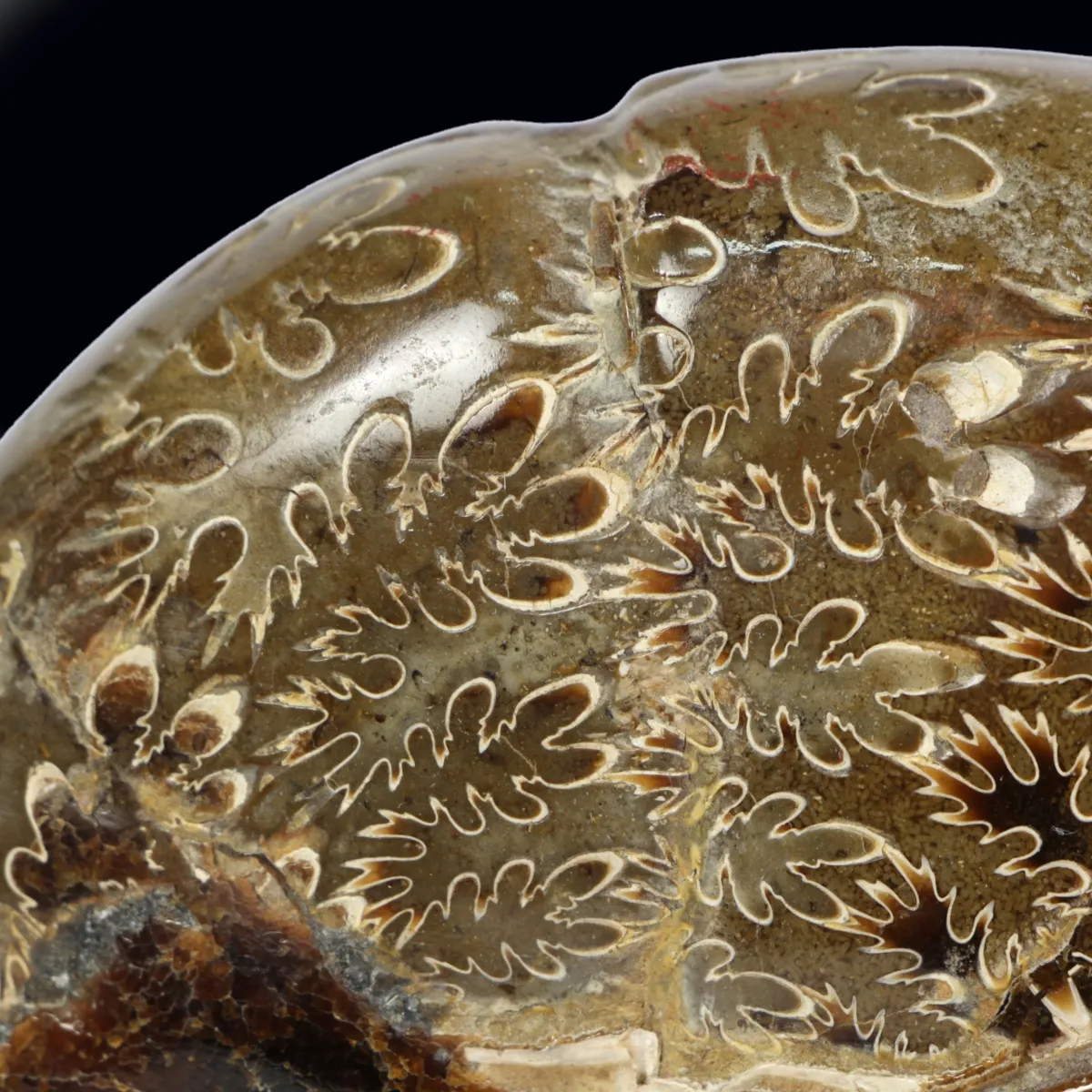 Ammonite Cleoniceras su Septaria