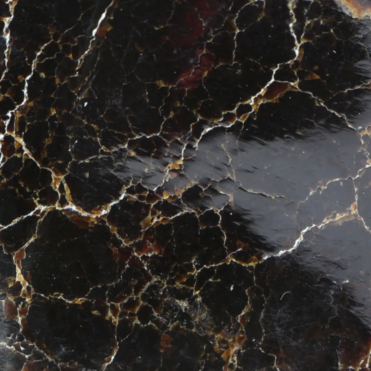 Ammonite Cleoniceras su Septaria