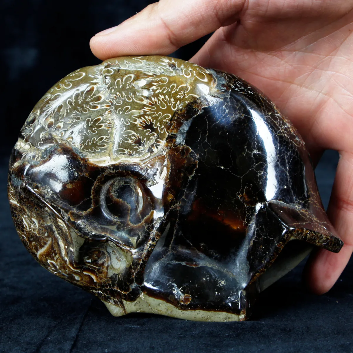 Ammonite Cleoniceras su Septaria