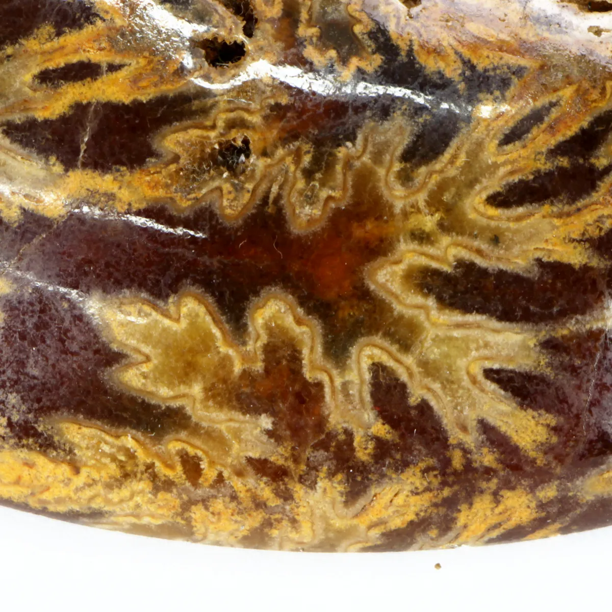 Ammonite Phylloceras