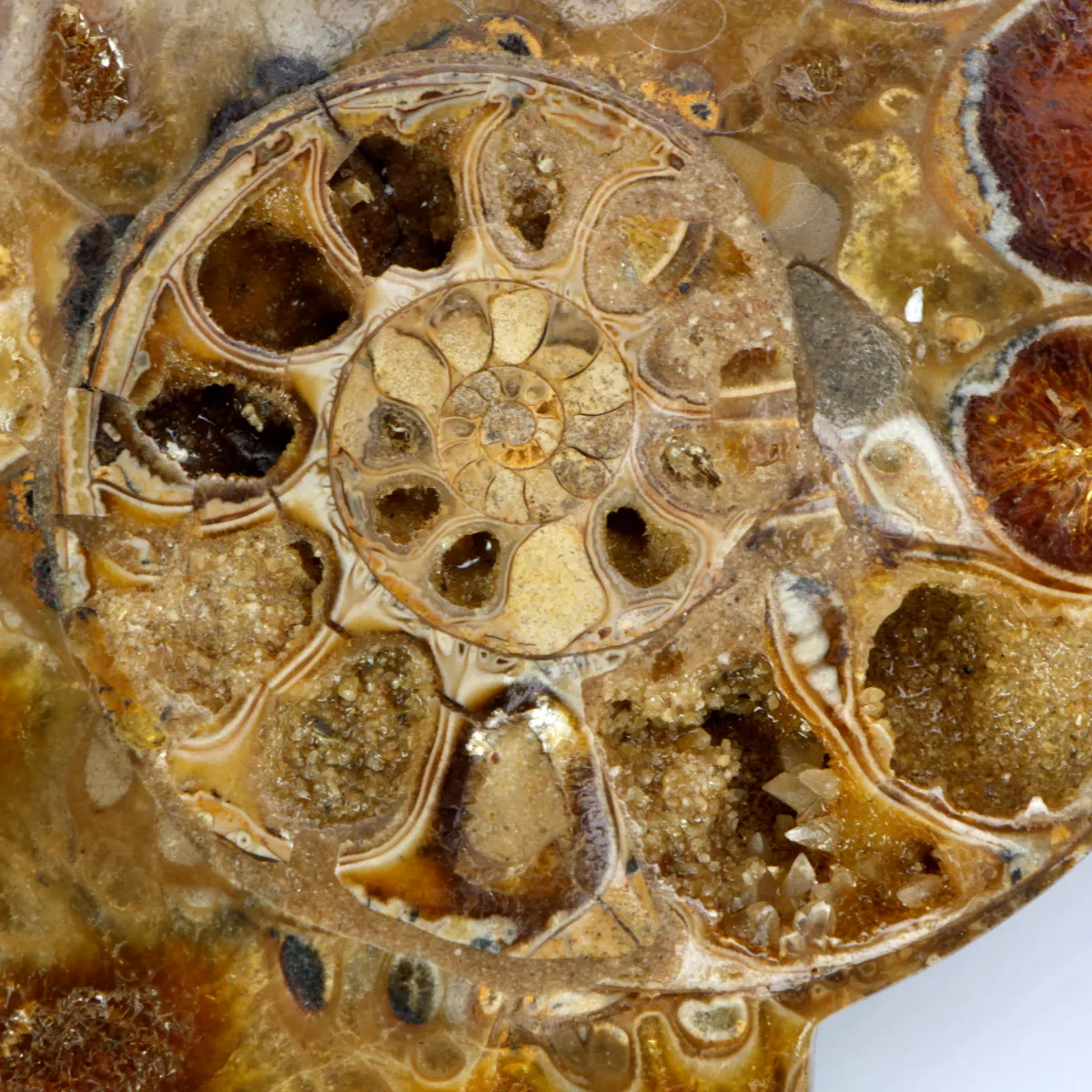 Ammonite Phylloceras
