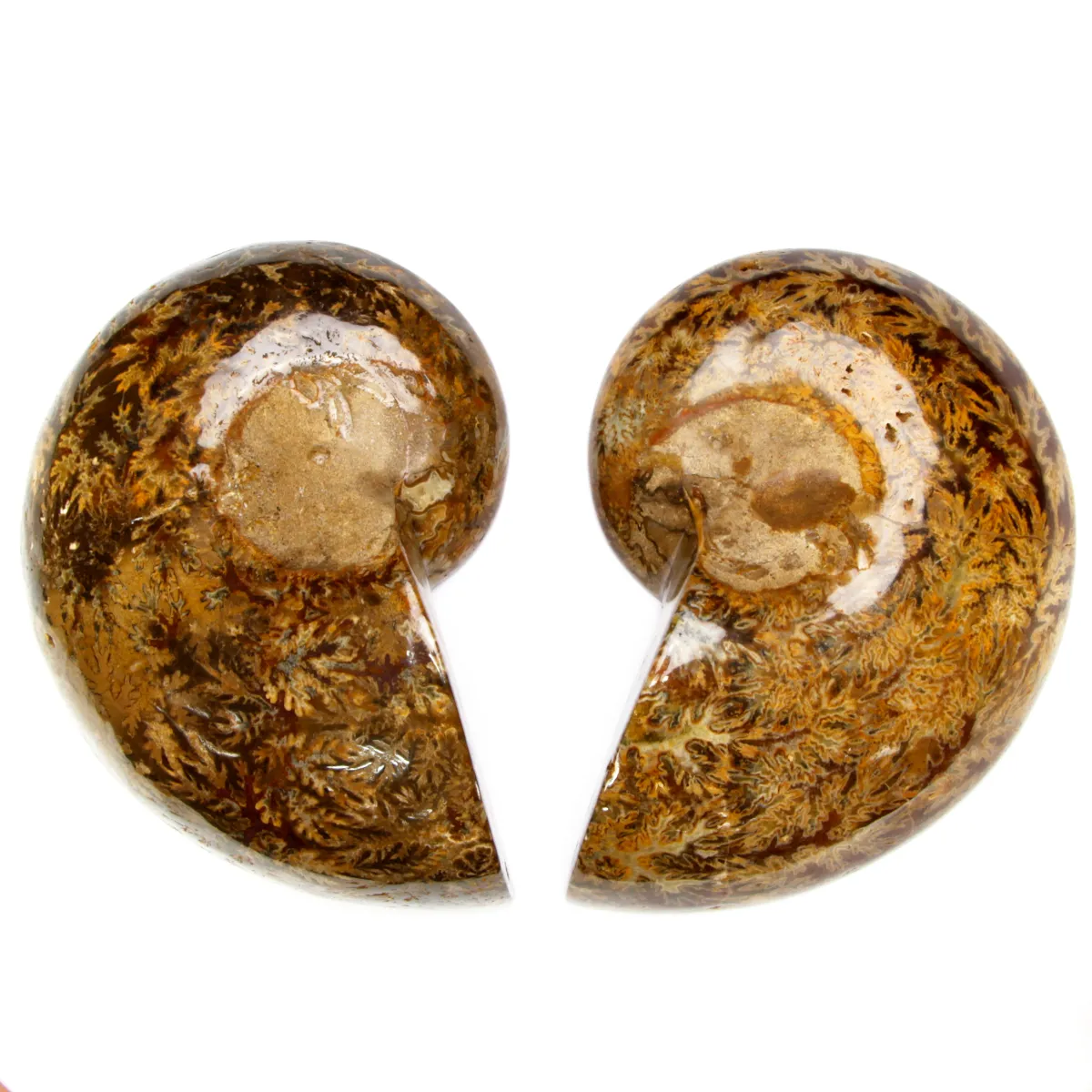 Ammonite Phylloceras