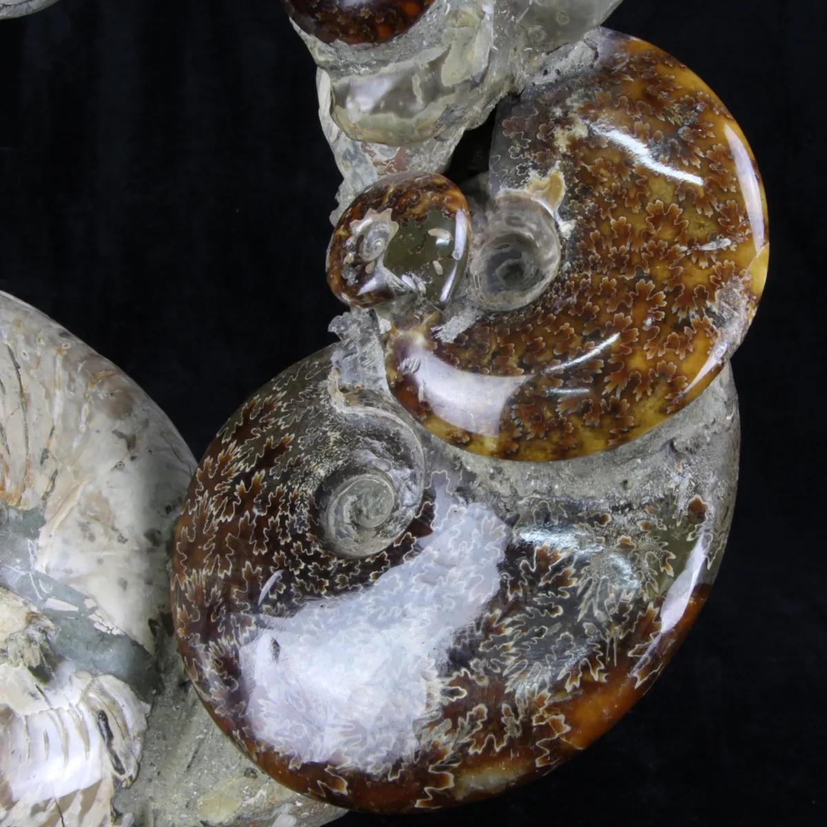Ammoniti e Nautilus