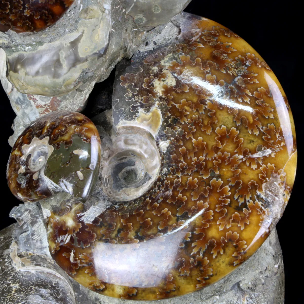 Ammoniti e Nautilus