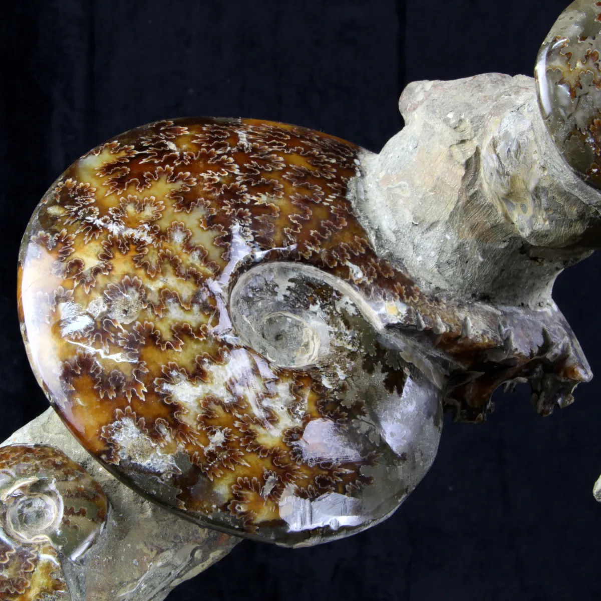 Ammoniti e Nautilus