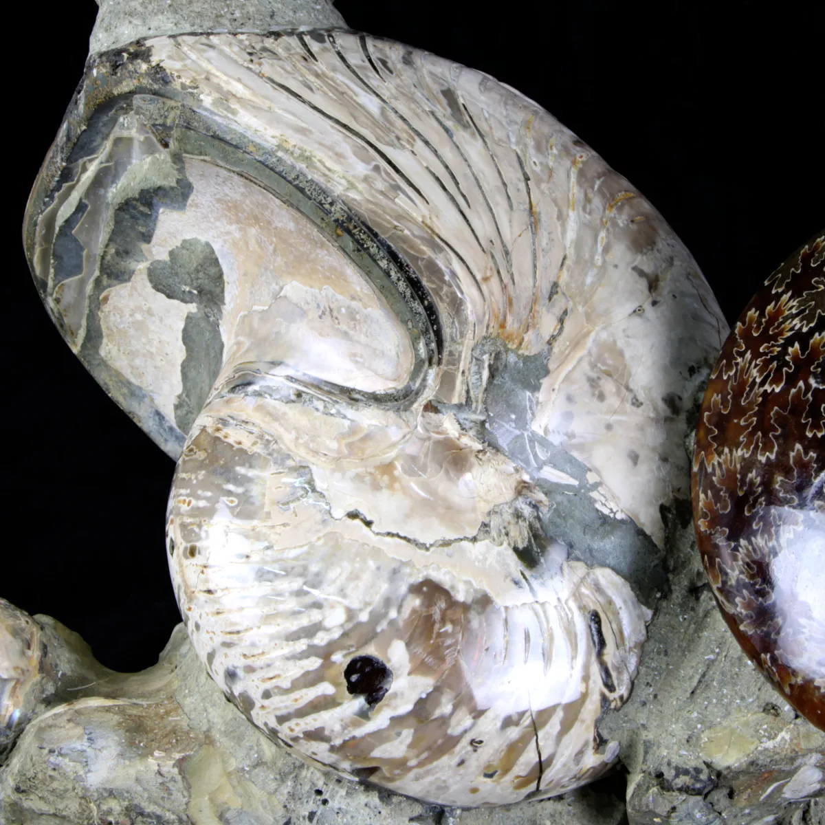 Ammoniti e Nautilus