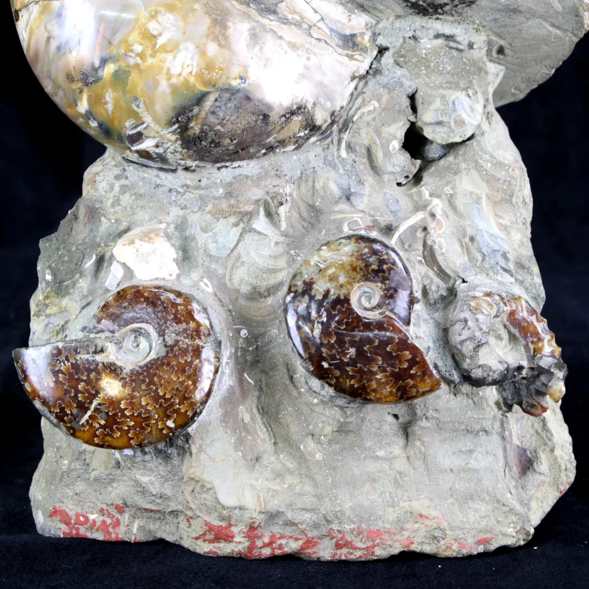 Ammoniti e Nautilus