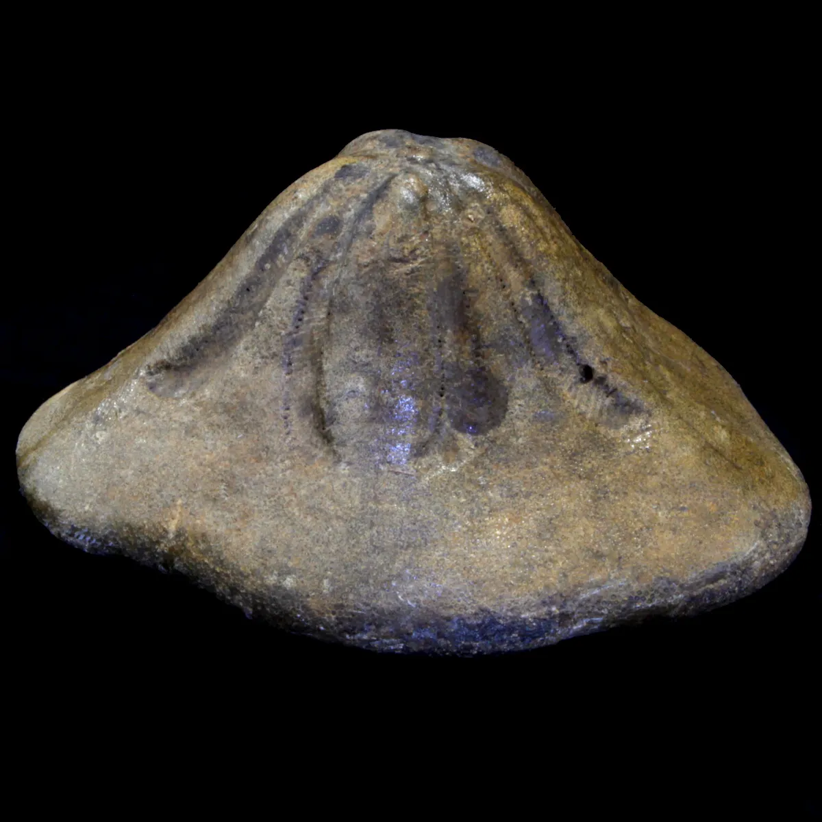 Clypeaster Campanulatus 