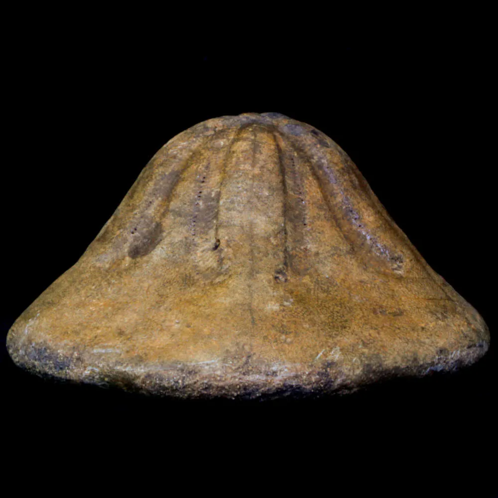 Clypeaster Campanulatus 