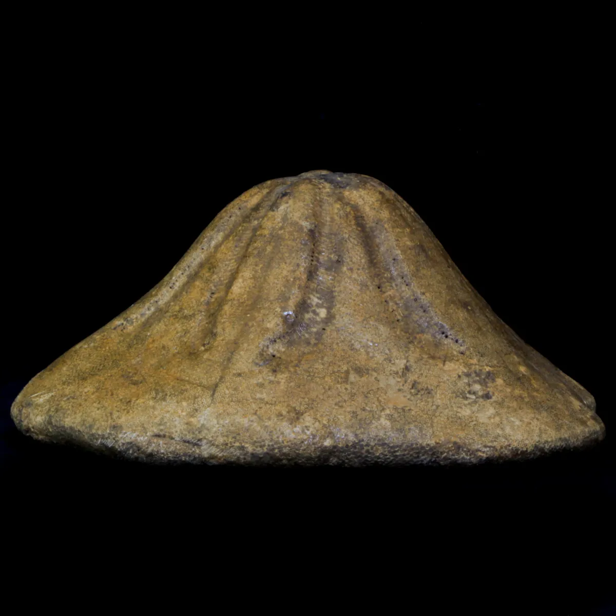 Clypeaster Campanulatus 