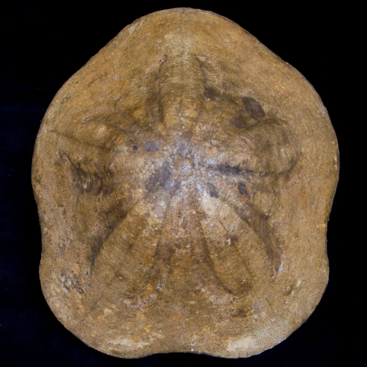 Clypeaster Campanulatus 