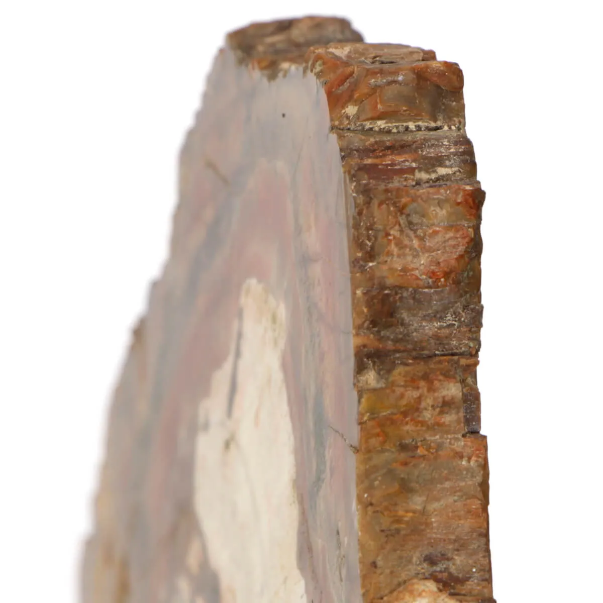 Legno di Auricaria Pietrificata su base