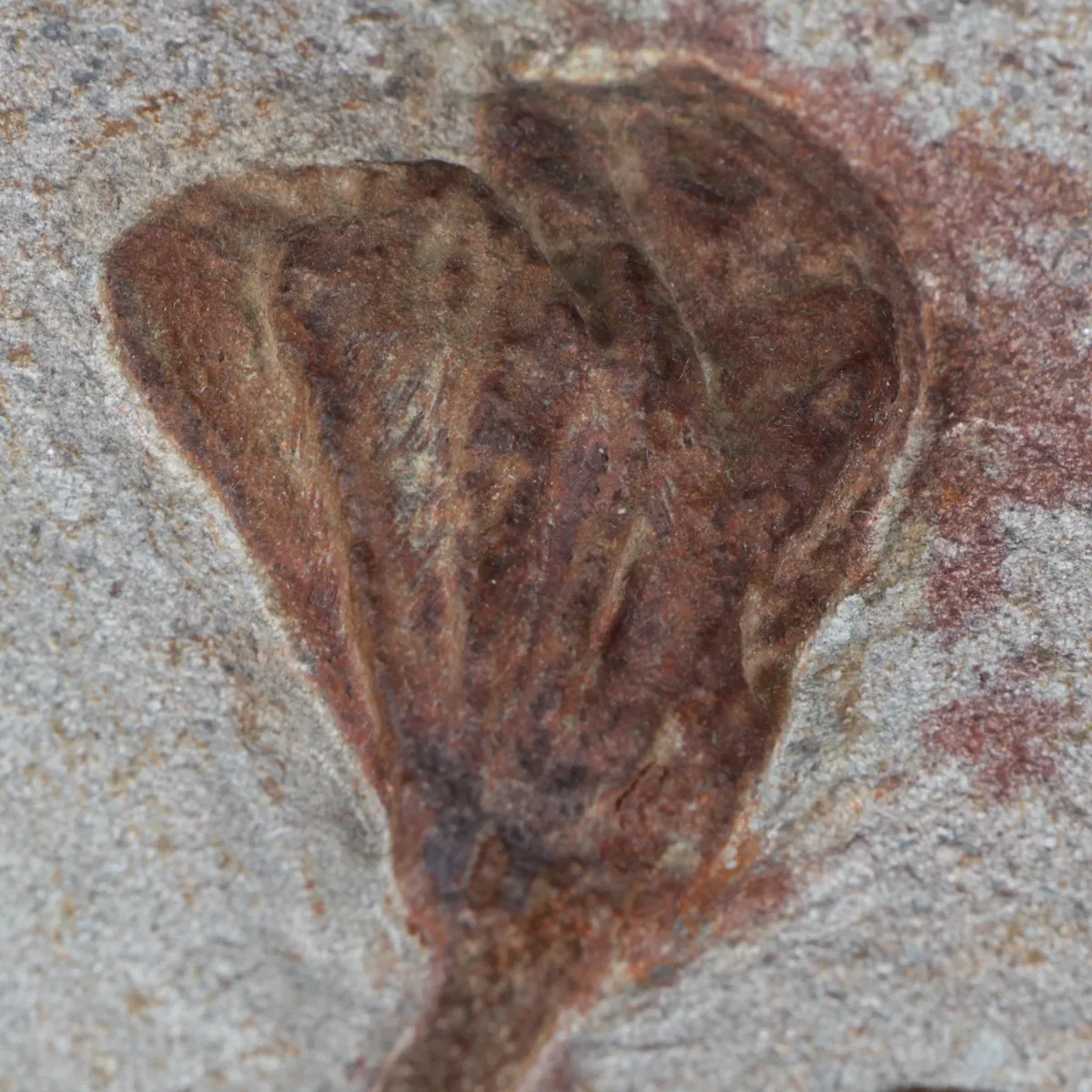 Lobolite