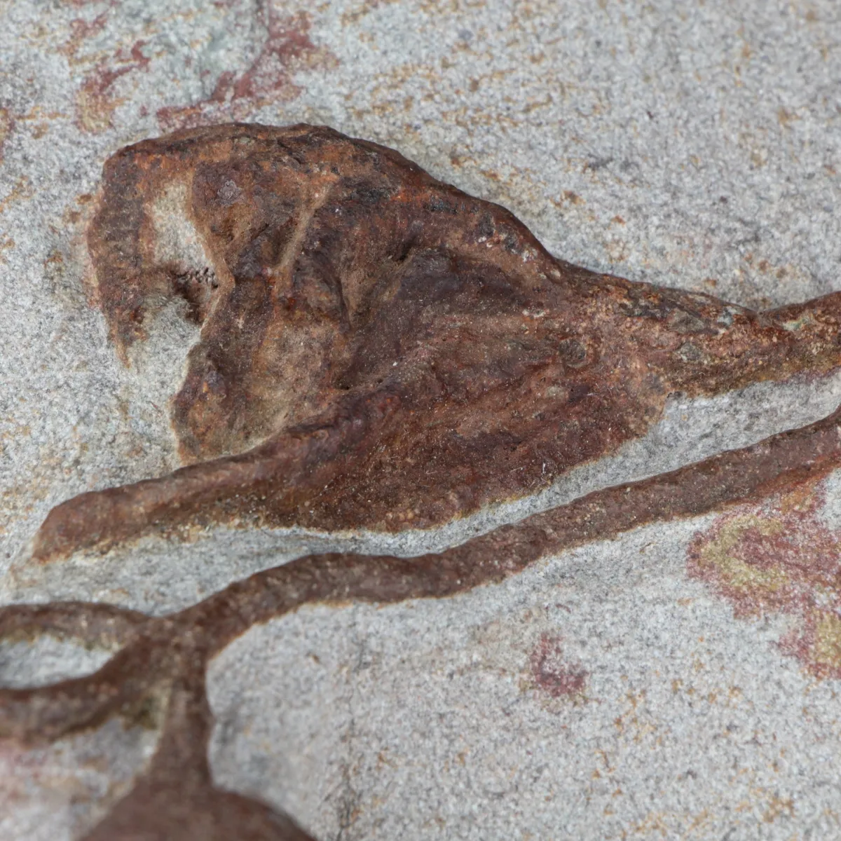 Lobolite