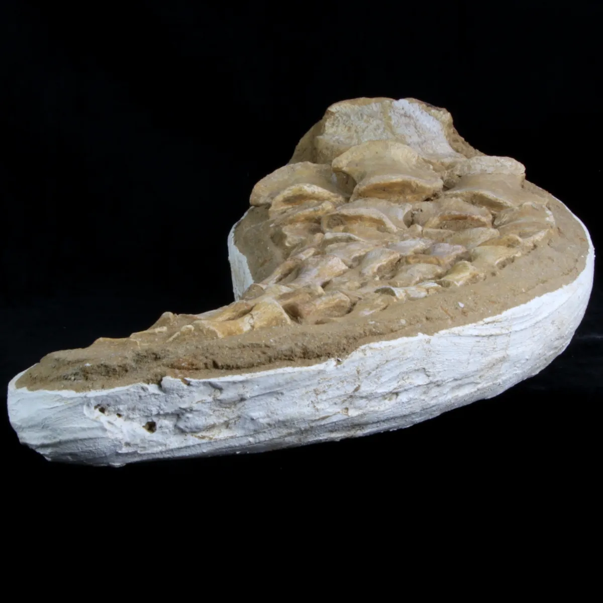 Mosasaurus 