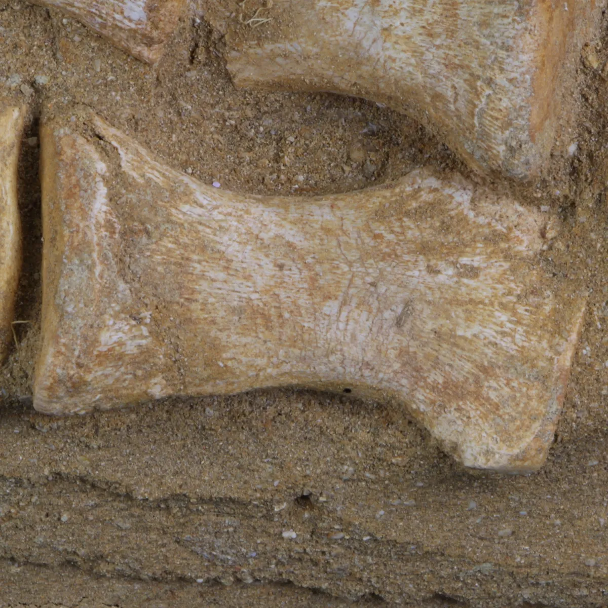 Mosasaurus 