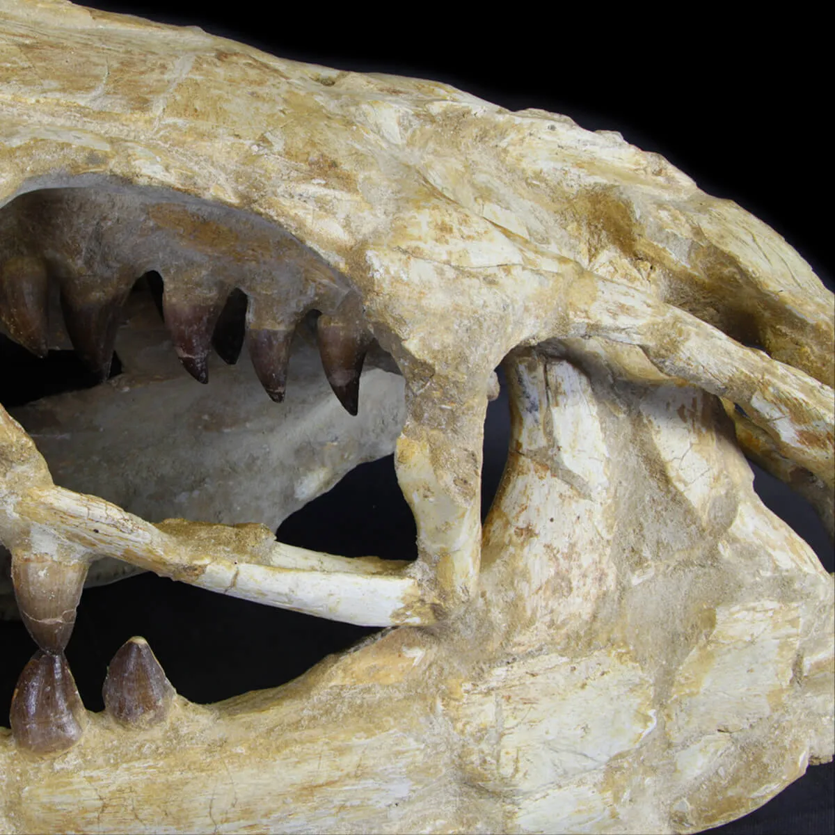 Cranio Fossile Mosasaurus